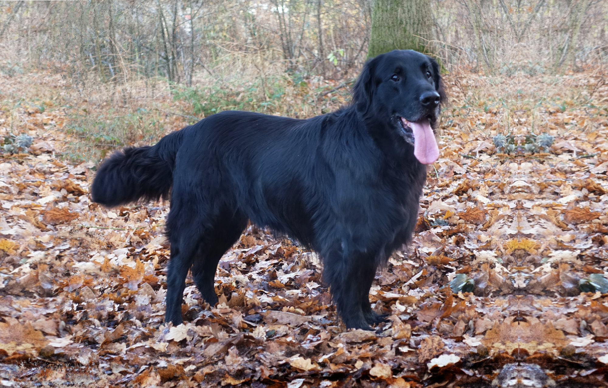 Ian zum 12. Geburtstag